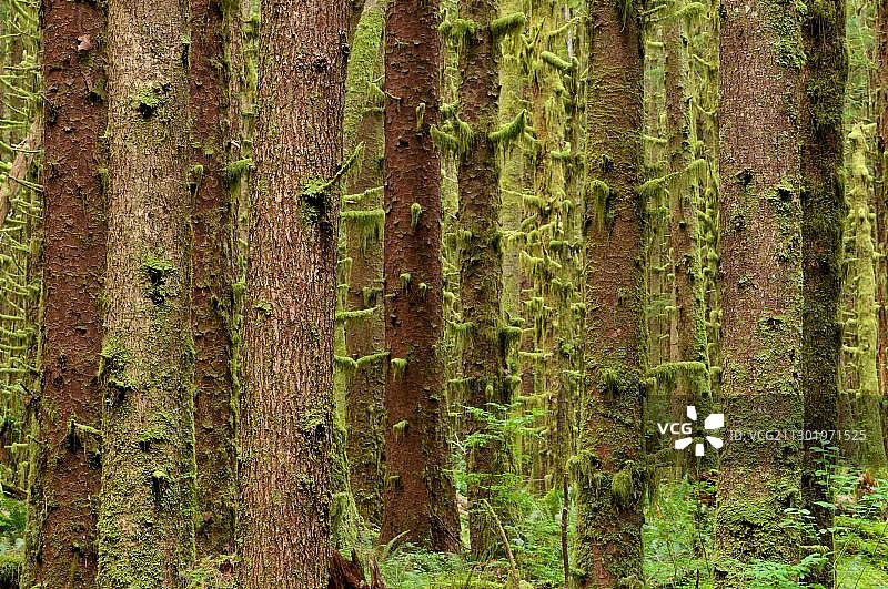 带有地衣的树木，霍河雨林，奥林匹克国家公园，华盛顿州，美国，北美洲图片素材