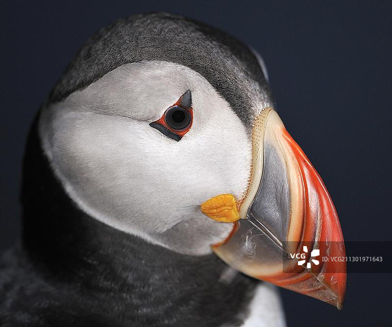 大西洋海鹦特写，拉特拉尔比arg，西峡湾，冰岛，欧洲图片素材