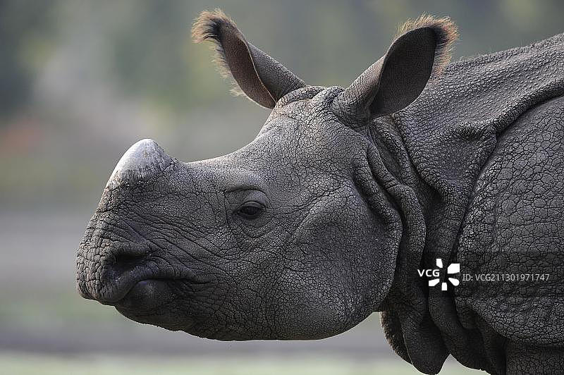 柏林动物园的印度犀牛肖像图片素材