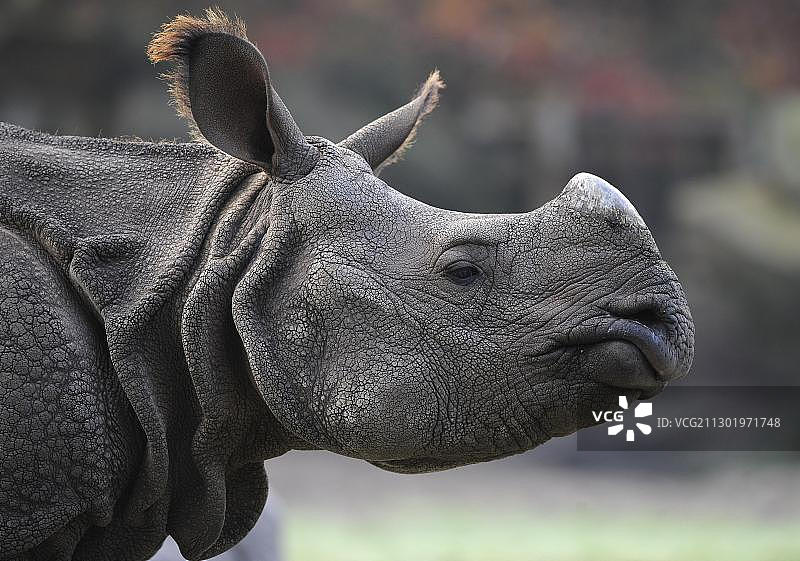 柏林动物园的印度犀牛肖像图片素材