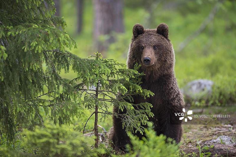 欧洲芬兰卡累利阿苏穆斯萨尔米北方针叶林中的棕熊图片素材