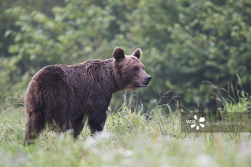 欧洲棕熊：成年雌性棕熊（波兰）图片素材
