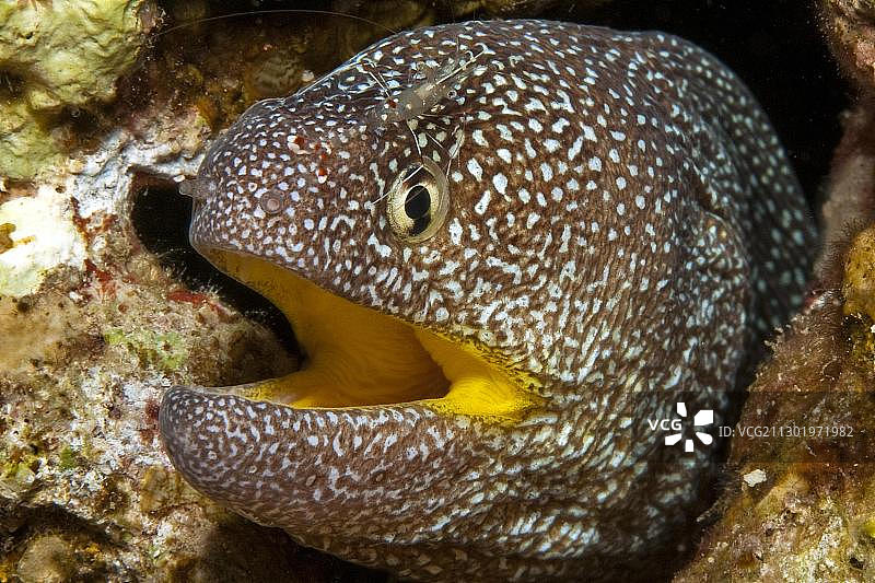 裸胸鳍糯鳗和安东氏丝额虾，红海图片素材