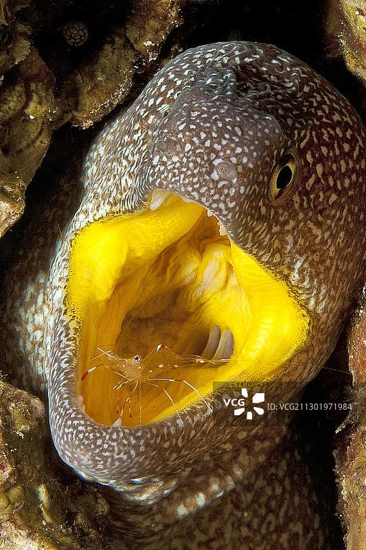 裸胸鳍糯鳗和安东氏丝额虾，红海图片素材