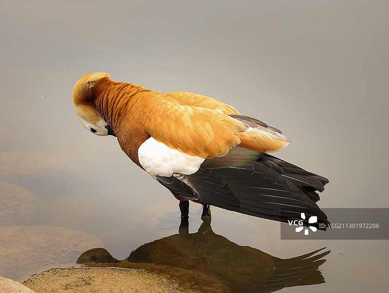 广州动物园的小鸭子图片素材