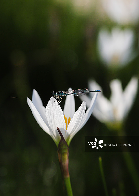 晨曦的美好图片素材