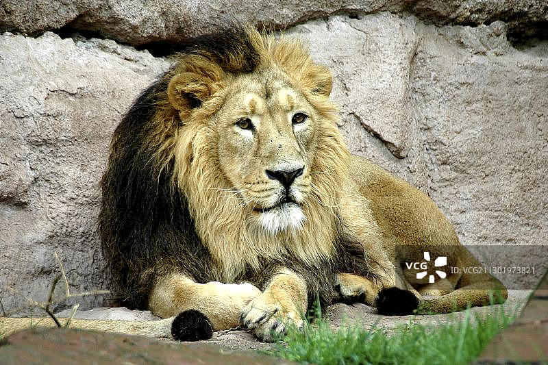 德国纽伦堡动物园的狮子图片素材