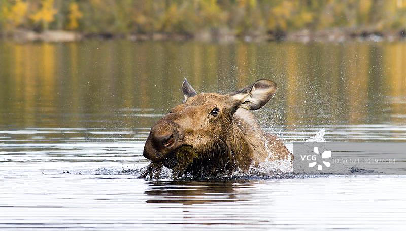 加拿大育空地区大鲑鱼湖中的驼鹿图片素材