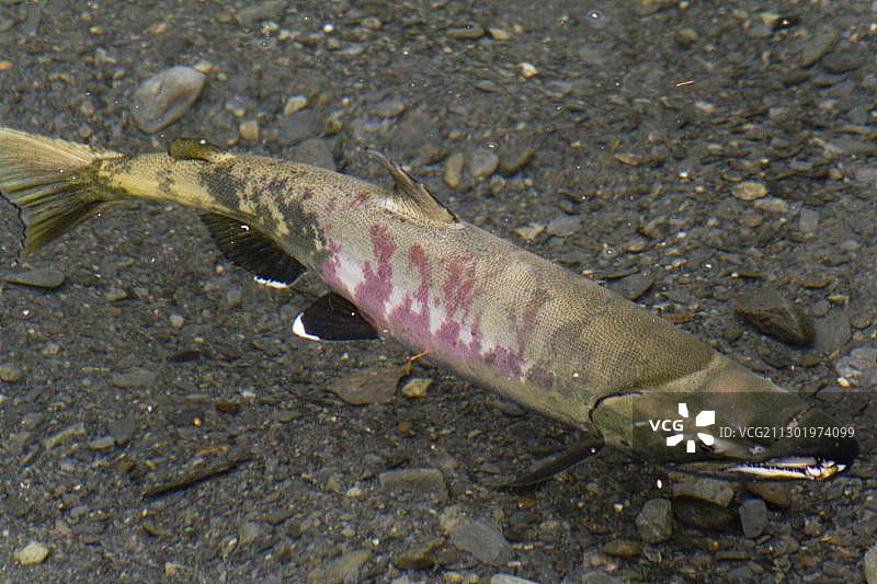 奇努克鲑鱼或帝王鲑（Oncorhynchus tshawytscha），产卵前位于小溪中，美国阿拉斯加州基奈半岛，北美洲图片素材