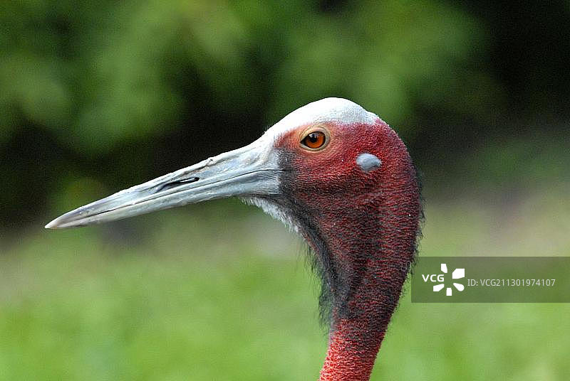 澳洲鹤肖像，德国瓦尔斯罗德鸟类公园图片素材