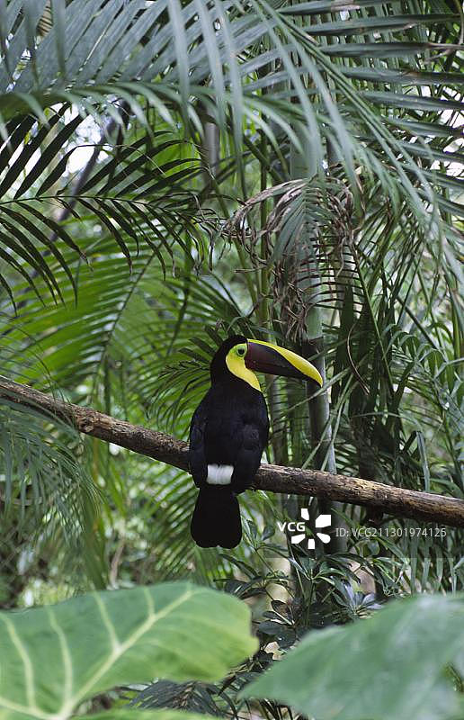 巨嘴鸟，哥斯达黎加，中美洲图片素材