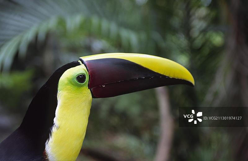 栗喉巨嘴鸟特写，哥斯达黎加，中美洲图片素材