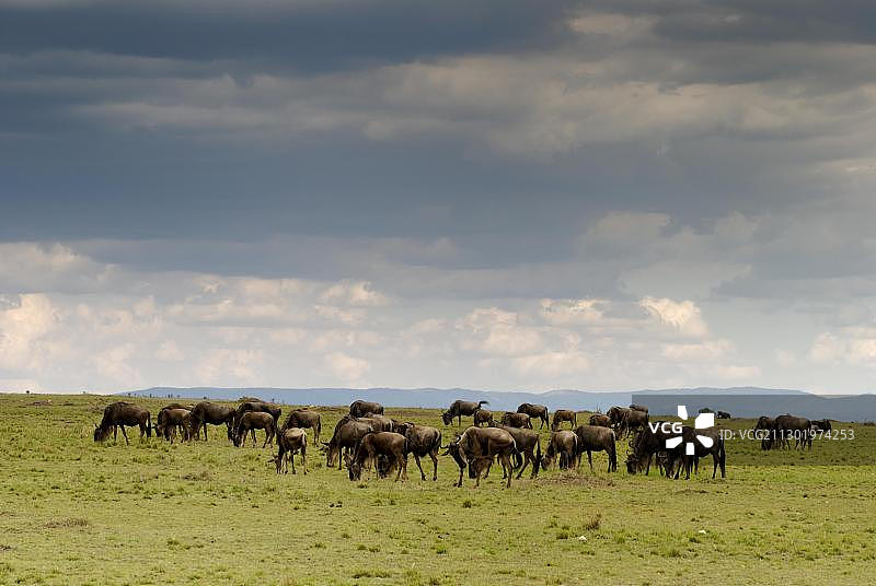 肯尼亚马赛马拉的一群角马图片素材