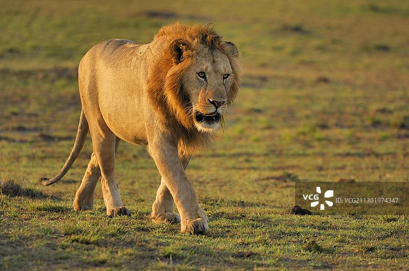 晨光中的狮子，肯尼亚马赛马拉图片素材