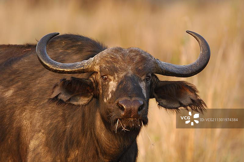 非洲水牛特写，马赛马拉，肯尼亚图片素材