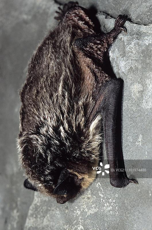 杂色蝙蝠图片素材