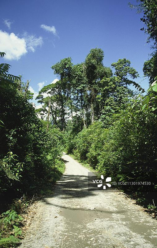 哥斯达黎加布劳略·卡里略国家公园，中美洲图片素材