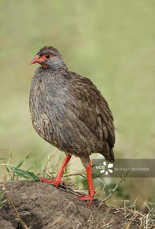 红颈鹧鸪，肯尼亚马赛马拉图片素材
