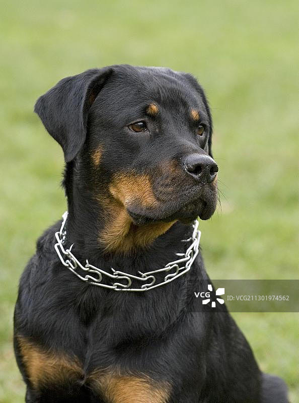 罗威纳犬肖像图片素材