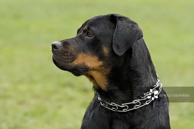罗威纳犬的头像照图片素材