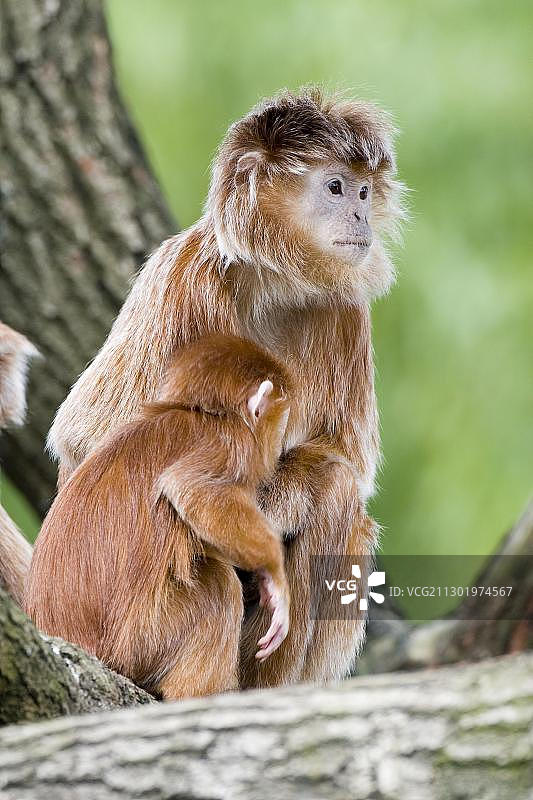 爪哇叶猴与幼崽（荷兰阿芬侯猿猴动物园）图片素材