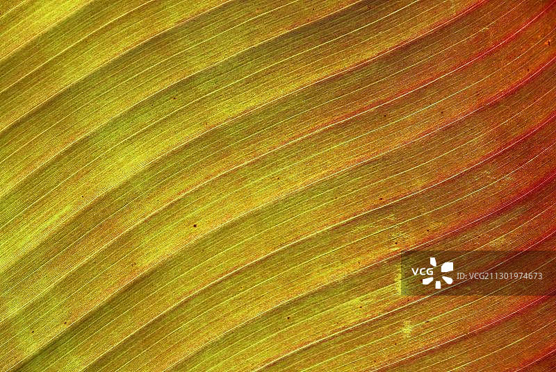 德国迈瑙岛香蕉叶特写图片素材