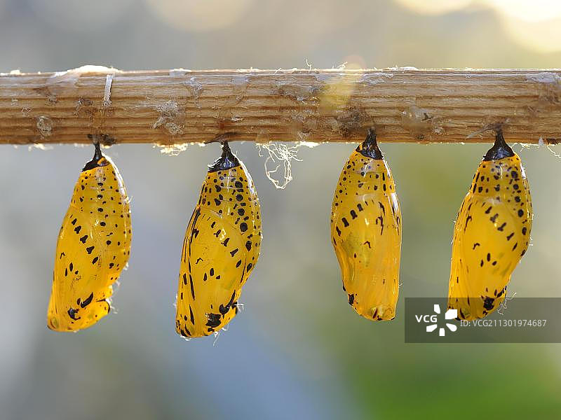 报喜斑粉蝶蛹图片素材