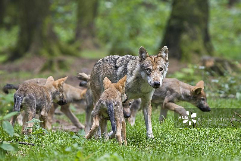 欧洲狼(Canis lupus lupus)与幼崽，德国巴伐利亚州波因野生动物园图片素材