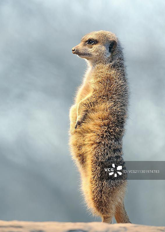 猫鼬（Suricata suricatta）图片素材