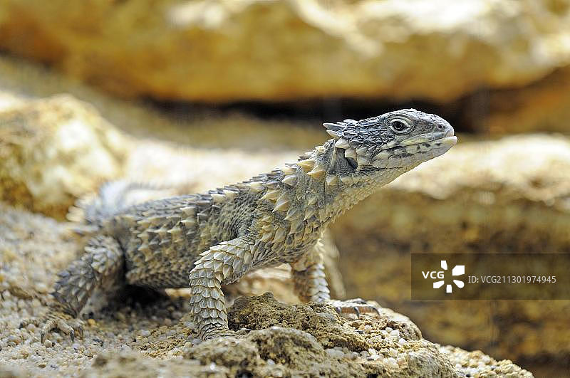 犰狳蜥图片素材