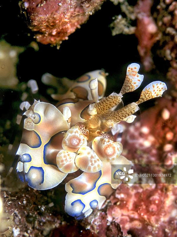 双色丑虾，马尔代夫，印度洋，亚洲图片素材