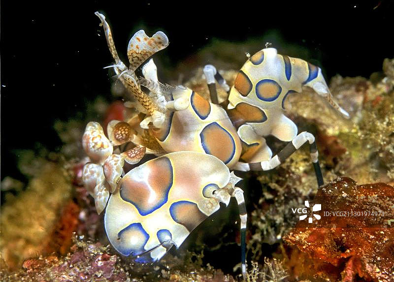 双色丑虾，马尔代夫，印度洋，亚洲图片素材