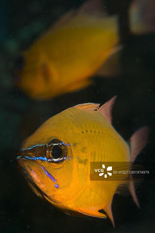 金鳞 cardinalfish，印尼图片素材
