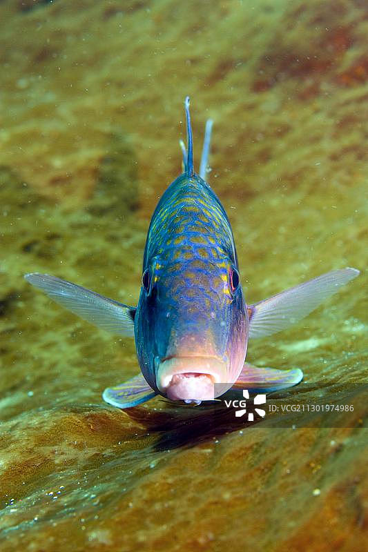 双带海鲂图片素材