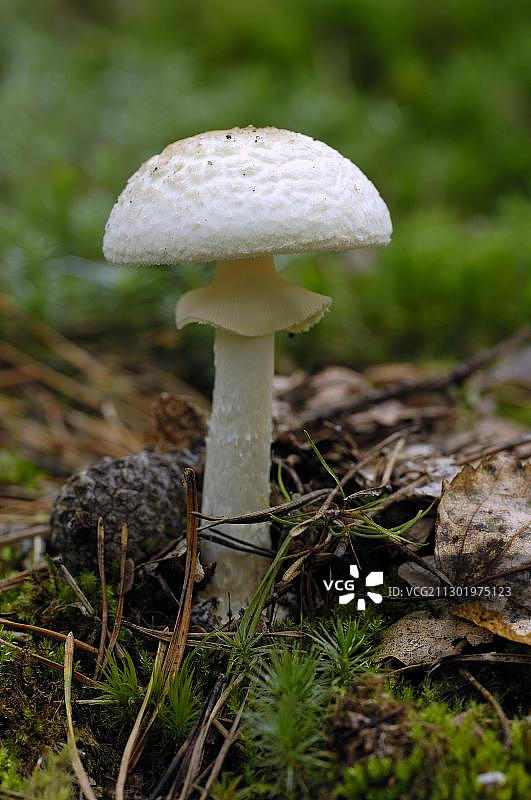 蘑菇，鳞皮伞图片素材