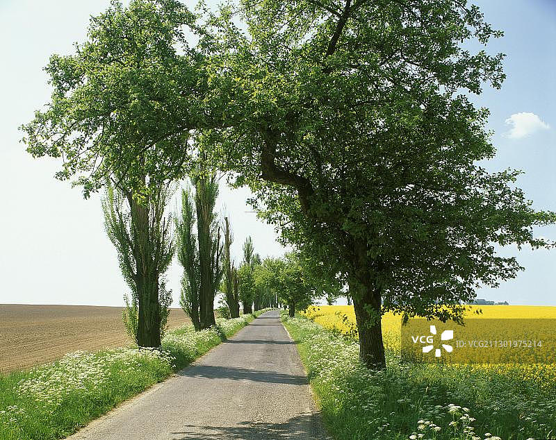 油菜田树木小巷图片素材