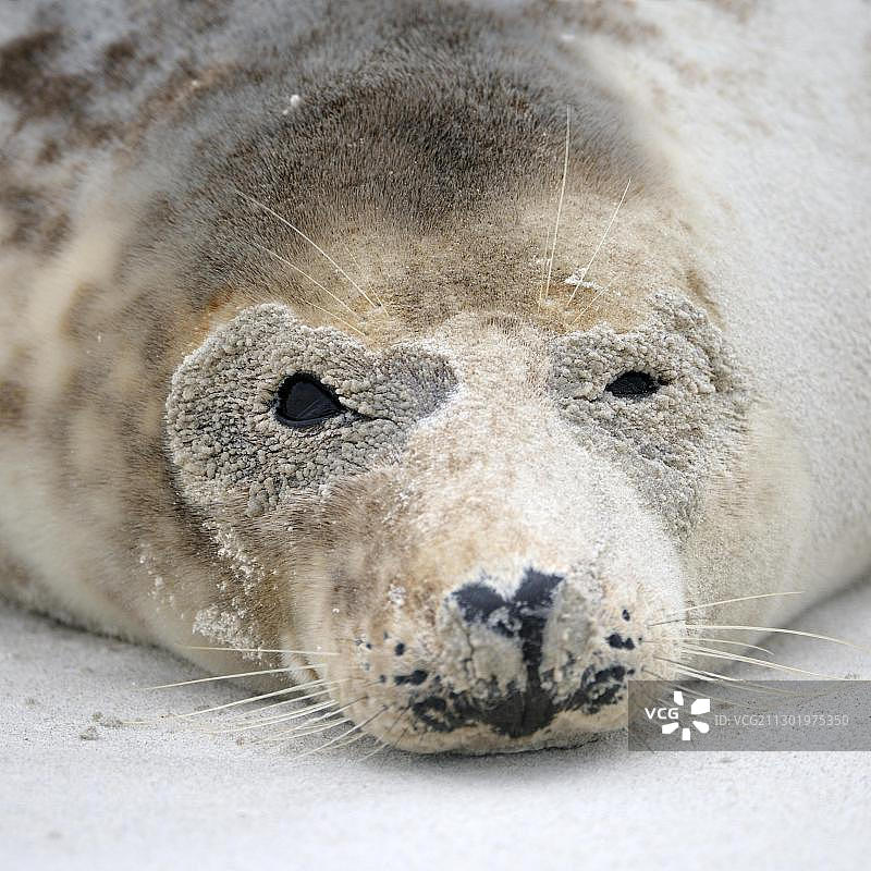 灰色海豹（学名：Halichoerus grypus），雌性，沙尘暴后的肖像图片素材