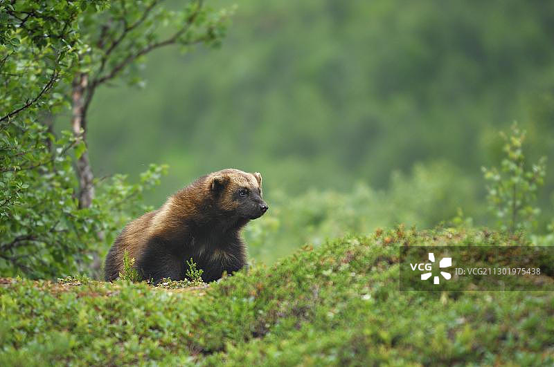 挪威北部的狼獾（Gulo gulo）图片素材