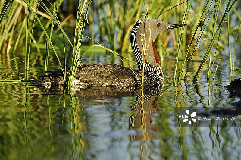 北挪威的红喉潜鸟图片素材