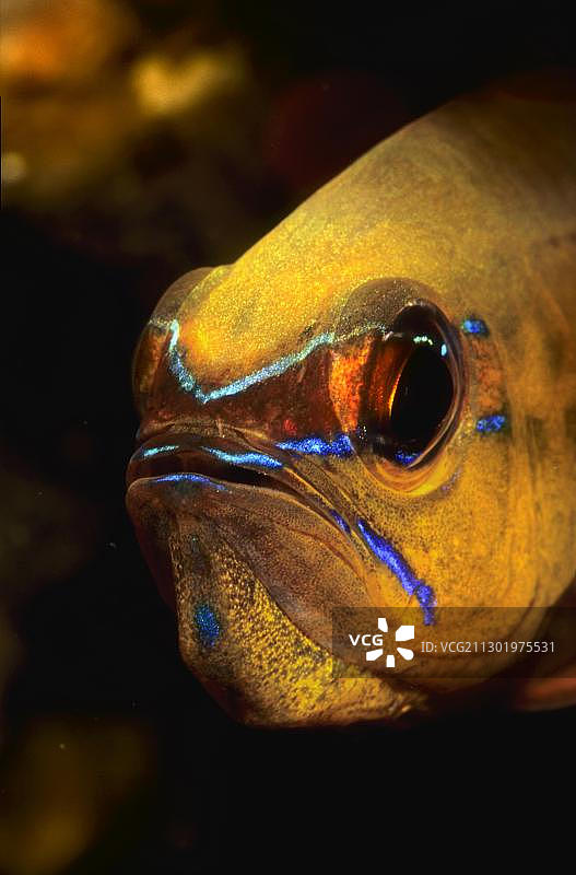 金带天竺鲷，菲律宾，亚洲图片素材