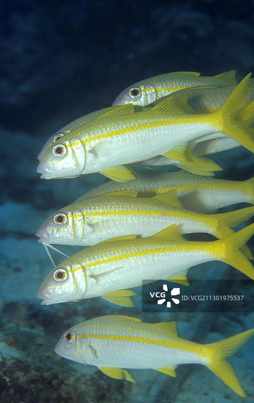 菲律宾黄鳍羊鱼图片素材