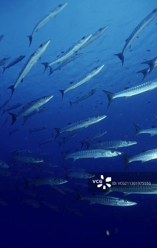 黑鳍金梭鱼群，帕劳，大洋洲图片素材