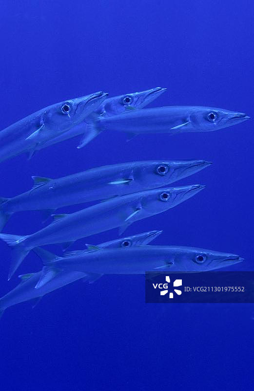 赫勒梭鱼（Sphyraena helleri），帕劳，大洋洲图片素材