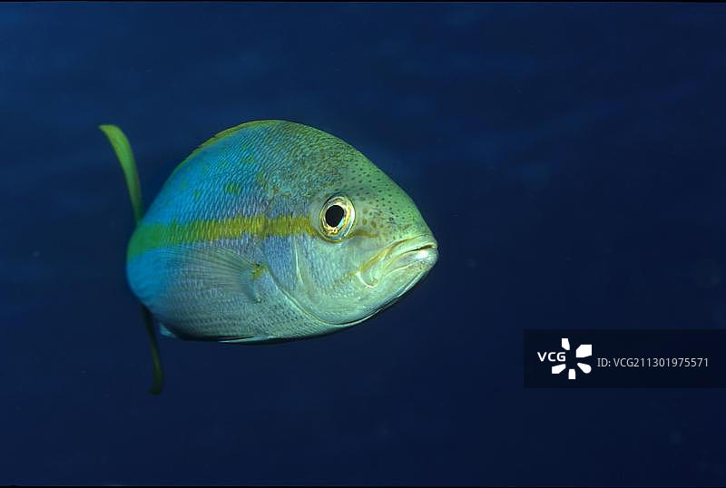 黄尾鲷（Ocyurus chrysurus），中美洲加勒比巴哈马群岛大巴哈马岛图片素材