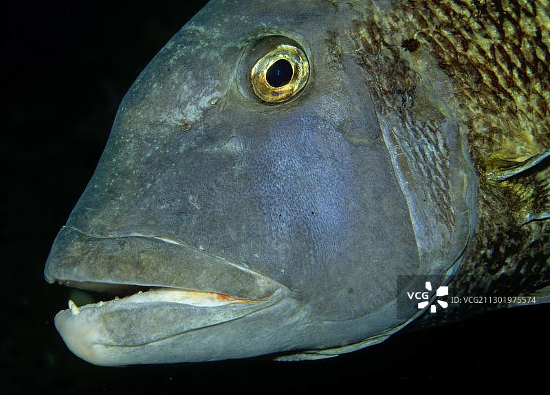 橙斑裸颊鲷，马尔代夫，印度洋，亚洲图片素材