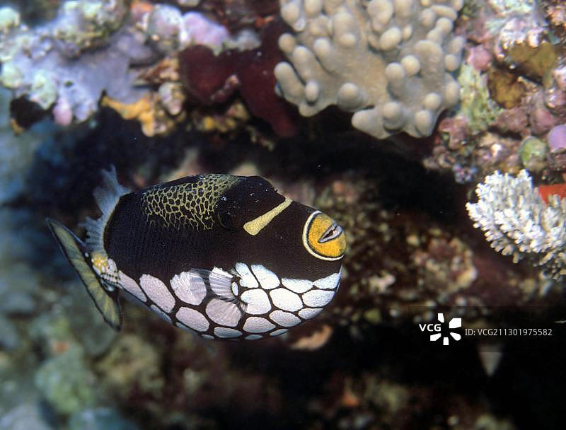 眼斑 triggerfish，马尔代夫，印度洋，亚洲图片素材
