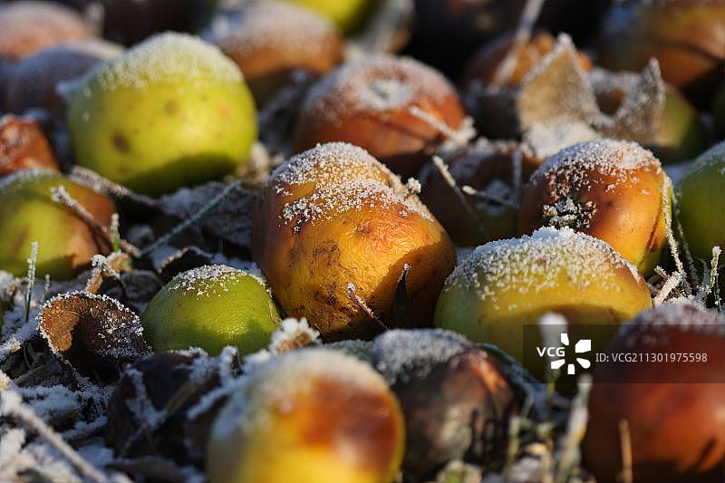 从树上掉落的彩色霜冻水果图片素材