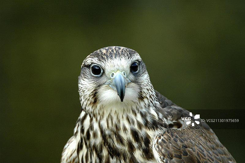 猎隼，德国萨尔州诺因基尔兴猎鹰场图片素材