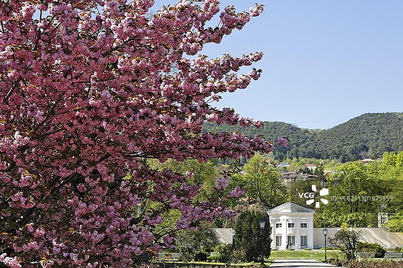 奥地利巴登多布尔霍夫公园的日本樱花树和巴洛克式橘园图片素材