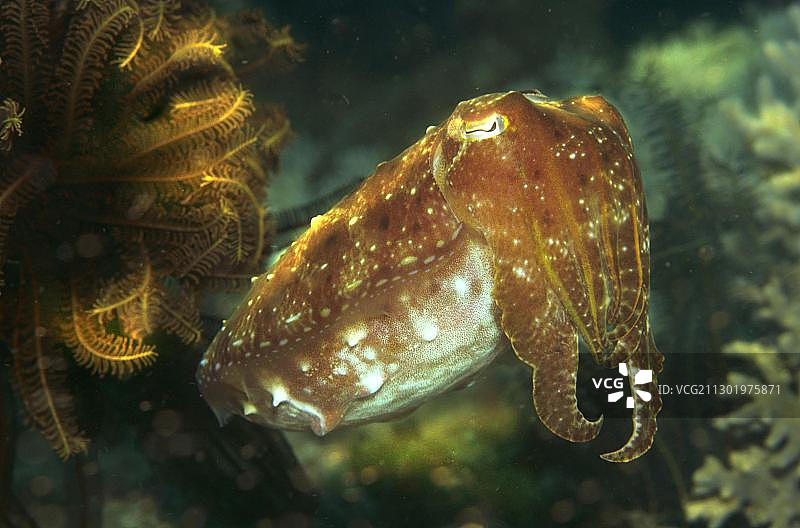 宽鳍乌贼或礁乌贼，马尔代夫，印度洋，亚洲图片素材